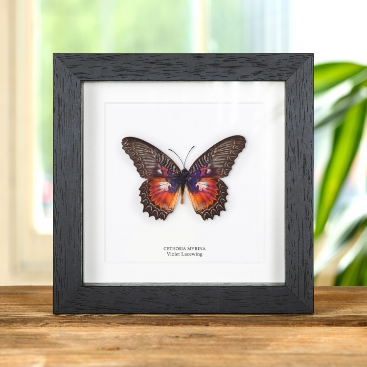 Violet Lacewing Taxidermy Butterfly Frame (Cethosia myrina)