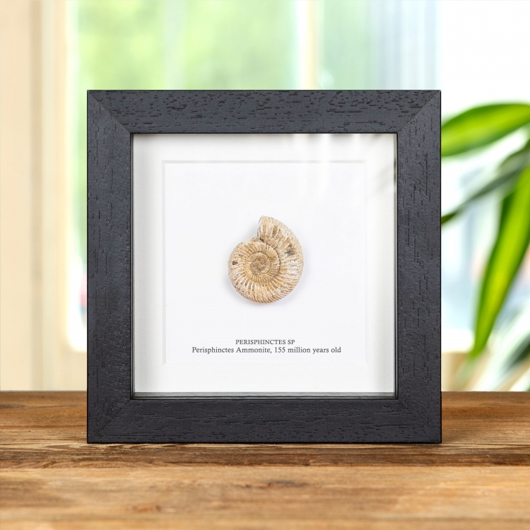 Perisphinctes White Ammonite in Box Frame (Perisphinctes sp)