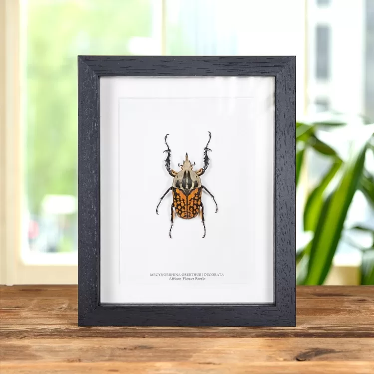 XL African Flower Beetle in Box Frame (Mecynorrhina oberthuri decorata)