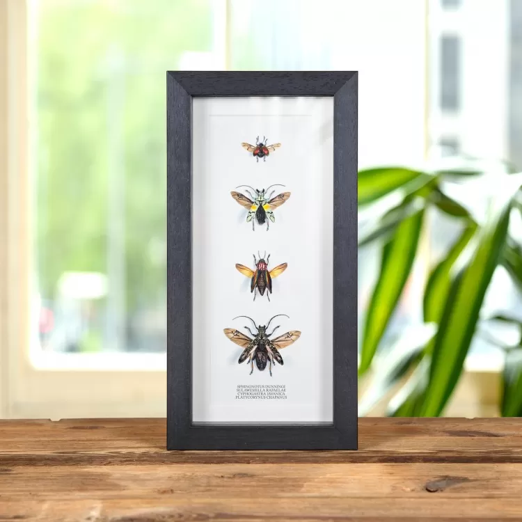 Mixed Beetle Quartet In Box Frame (Sphingnotus dunningi, Sulawesiella rafaelae, Cyphogastra javanica, Platycorynus chapanus)