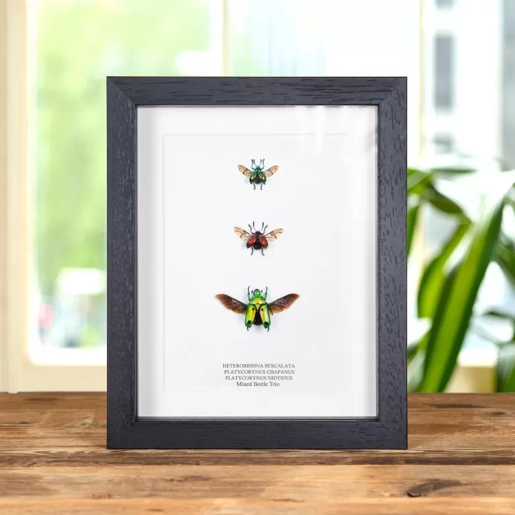 Mixed Beetle Trio In Box Frame (Heterorrhina sexcalata, Platycorynus chapanus & nidtidus)