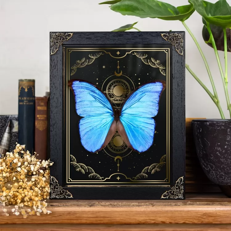 Blue Morpho Butterfly on Gold Foil Moon Phases Background (Morpho didius)