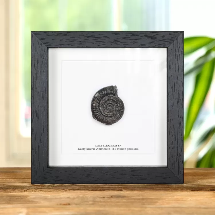 Dactylioceras Ammonite Fossil In Box Frame (Dactylioceras sp)